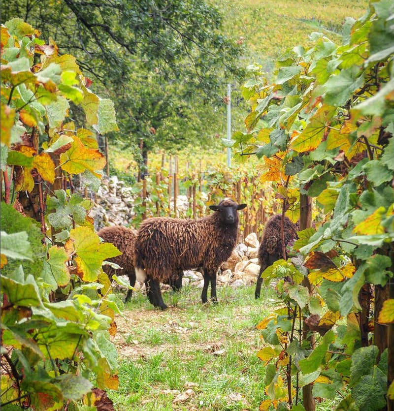 Domaine Arnoux-Lachaux – Vosne-Romanée e la nuova espressione della Borgogna